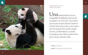 Planeta animal (2022): El panda