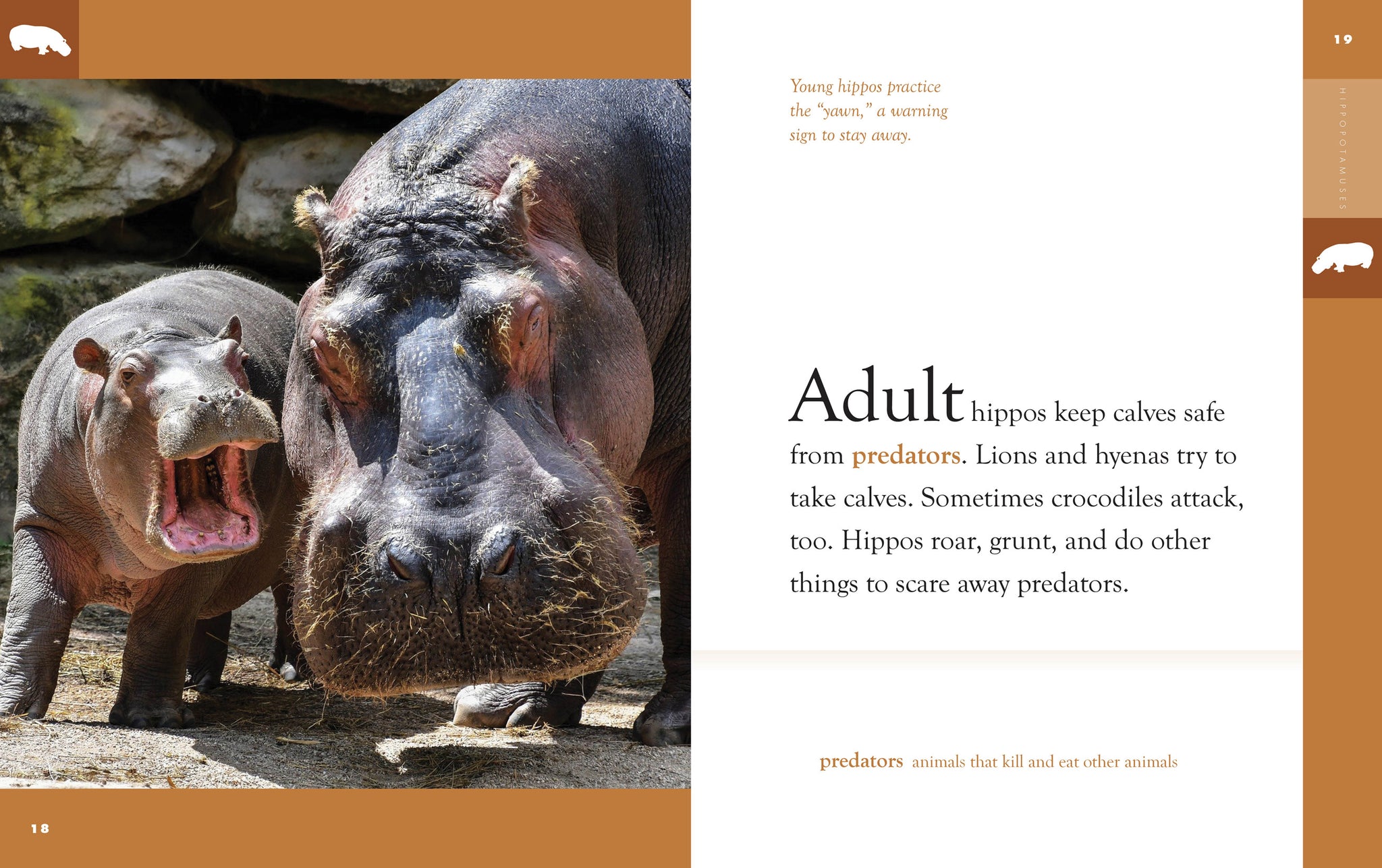 Hippopotamuses – The Creative Company