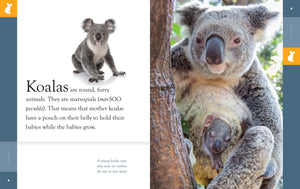 Amazing Animals (2022): Koalas