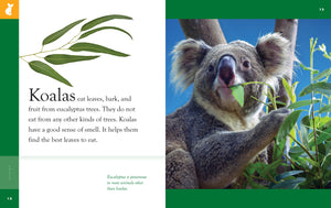 Erstaunliche Tiere (2022): Koalas