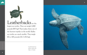 Amazing Animals (2022): Sea Turtles