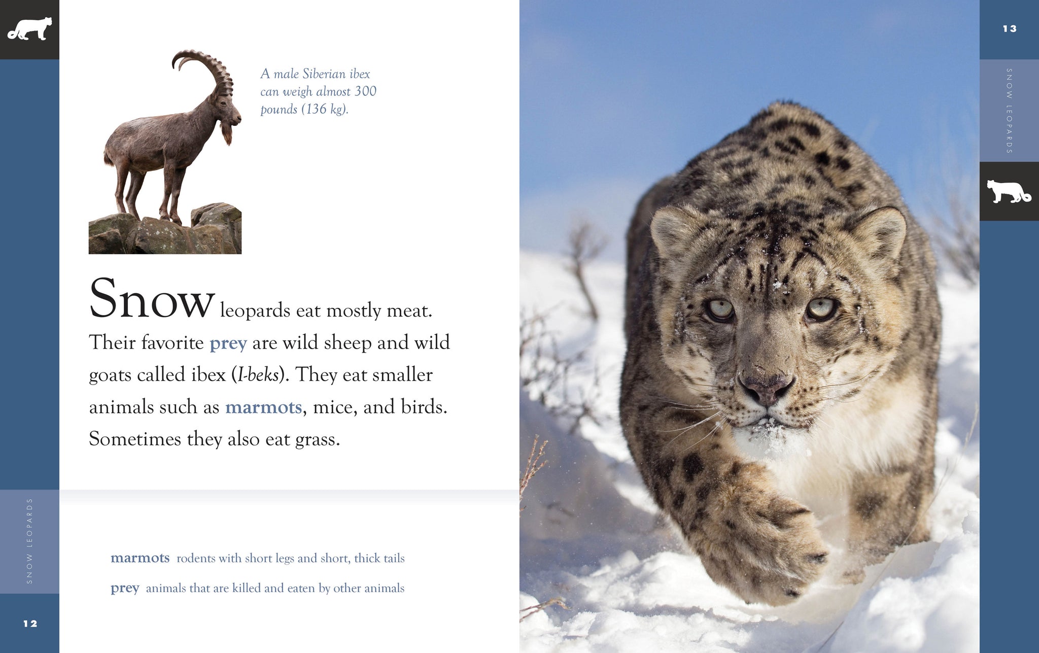 Snow Leopards – The Creative Company