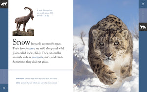 Amazing Animals (2022): Snow Leopards