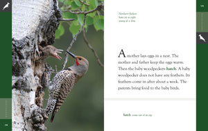 Amazing Animals (2022): Woodpeckers
