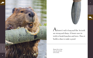 Amazing Animals (2022): Beavers