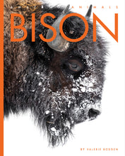 Laden Sie das Bild in den Galerie-Viewer, Erstaunliche Tiere (2022): Bison
