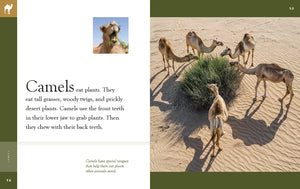 Erstaunliche Tiere (2022): Kamele