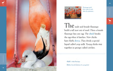 Laden Sie das Bild in den Galerie-Viewer, Erstaunliche Tiere (2022): Flamingos

