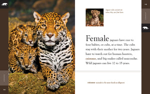 Amazing Animals (2022): Jaguars
