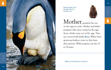 Laden Sie das Bild in den Galerie-Viewer, Erstaunliche Tiere (2022): Pinguine

