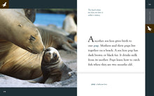 Laden Sie das Bild in den Galerie-Viewer, Erstaunliche Tiere (2022): Seelöwen
