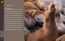 Laden Sie das Bild in den Galerie-Viewer, Erstaunliche Tiere (2022): Seelöwen
