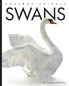 Amazing Animals (2022): Swans