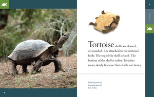 Amazing Animals (2022): Tortoises