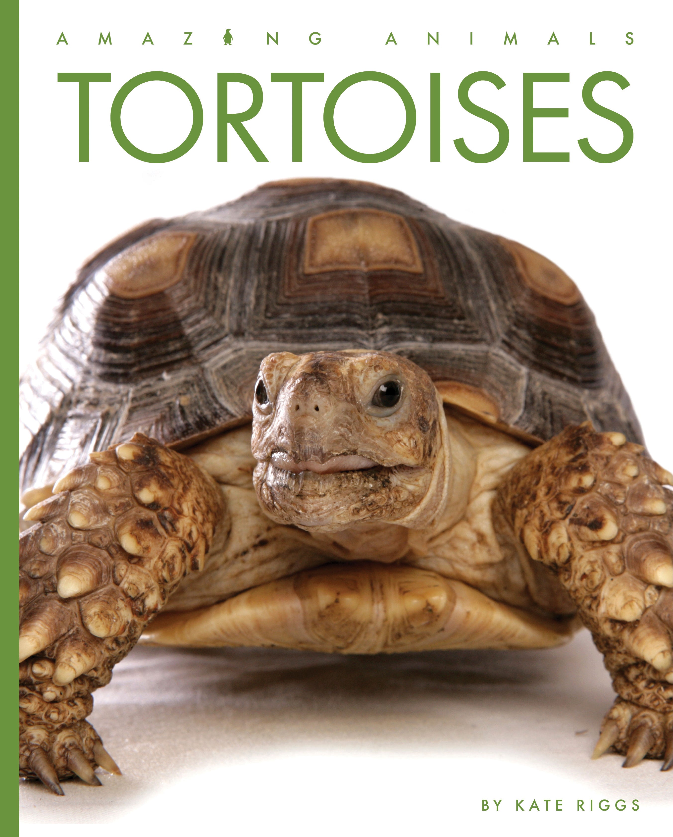 tortoise cycle price