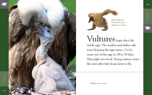 Amazing Animals (2022): Vultures