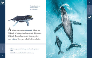 Amazing Animals (2022): Whales