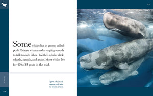 Erstaunliche Tiere (2022): Wale