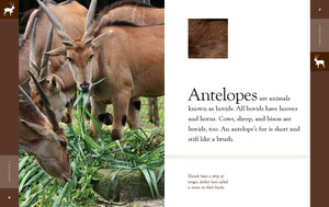 Amazing Animals (2022): Antelopes