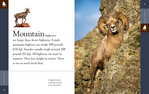 Amazing Animals (2022): Bighorn Sheep