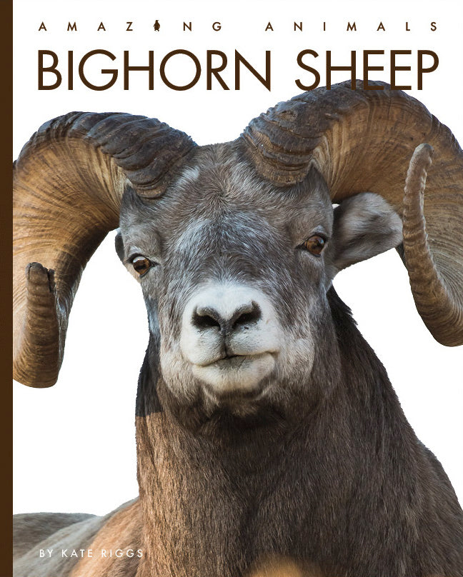 Amazing Animals (2022): Bighorn Sheep