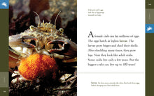 Laden Sie das Bild in den Galerie-Viewer, Erstaunliche Tiere (2022): Krabben
