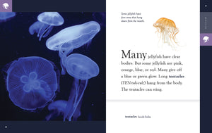 Amazing Animals (2022): Jellyfish