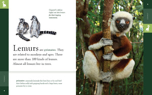 Amazing Animals (2022): Lemurs