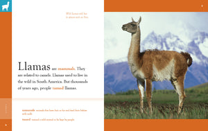 Amazing Animals (2022): Llamas