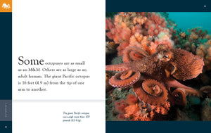 Amazing Animals (2022): Octopuses