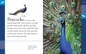 Amazing Animals (2022): Peacocks