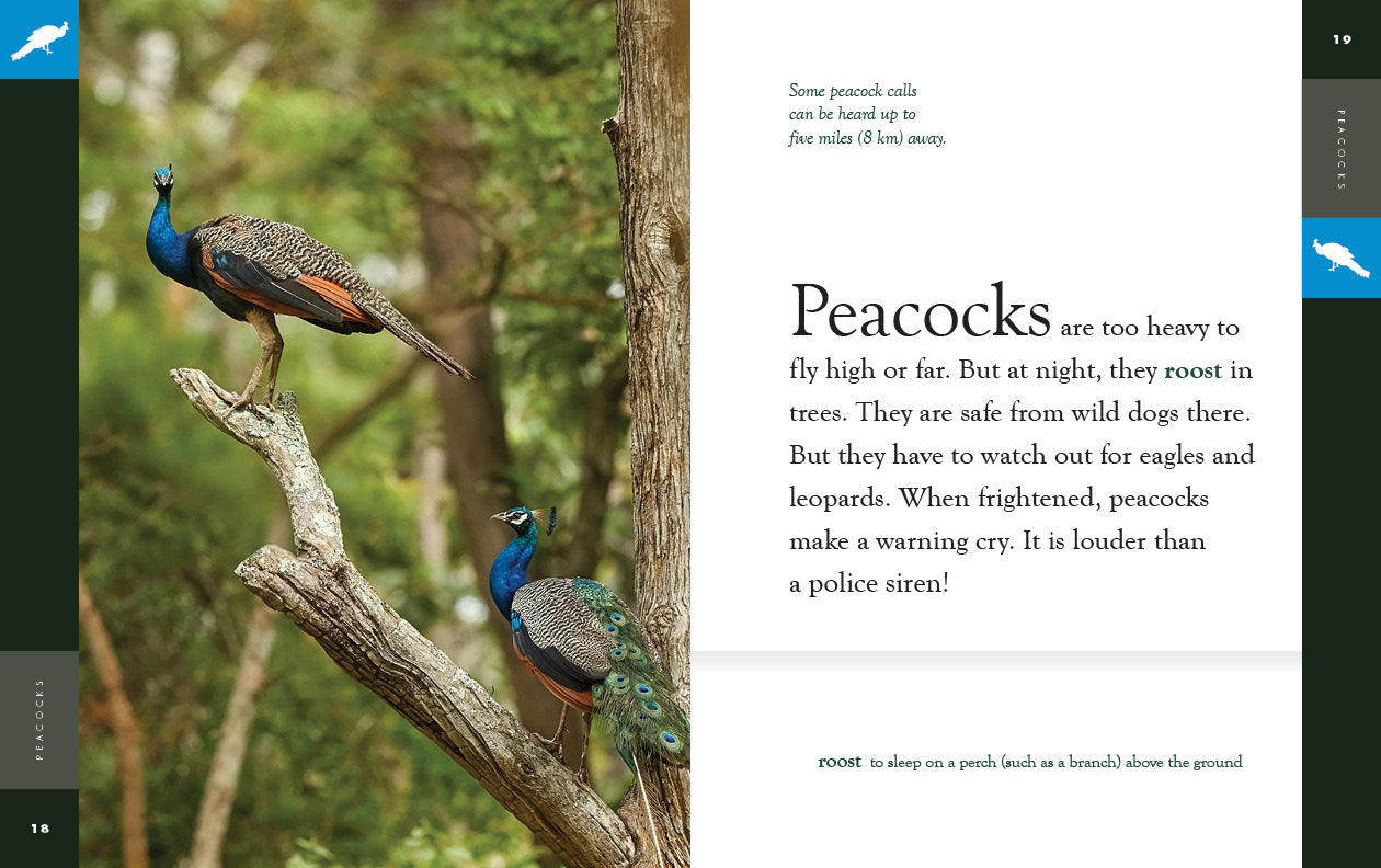 Amazing Animals (2022): Peacocks – The Creative Company Shop