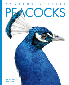 Amazing Animals (2022): Peacocks