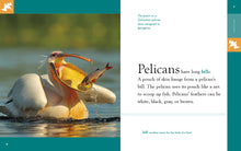 Laden Sie das Bild in den Galerie-Viewer, Erstaunliche Tiere (2022): Pelikane
