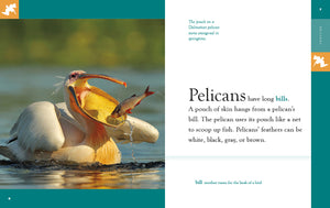 Amazing Animals (2022): Pelicans