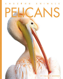 Amazing Animals (2022): Pelicans