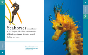 Amazing Animals (2022): Seahorses