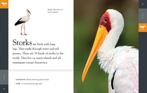 Amazing Animals (2022): Storks