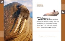 Laden Sie das Bild in den Galerie-Viewer, Erstaunliche Tiere (2022): Walrosse
