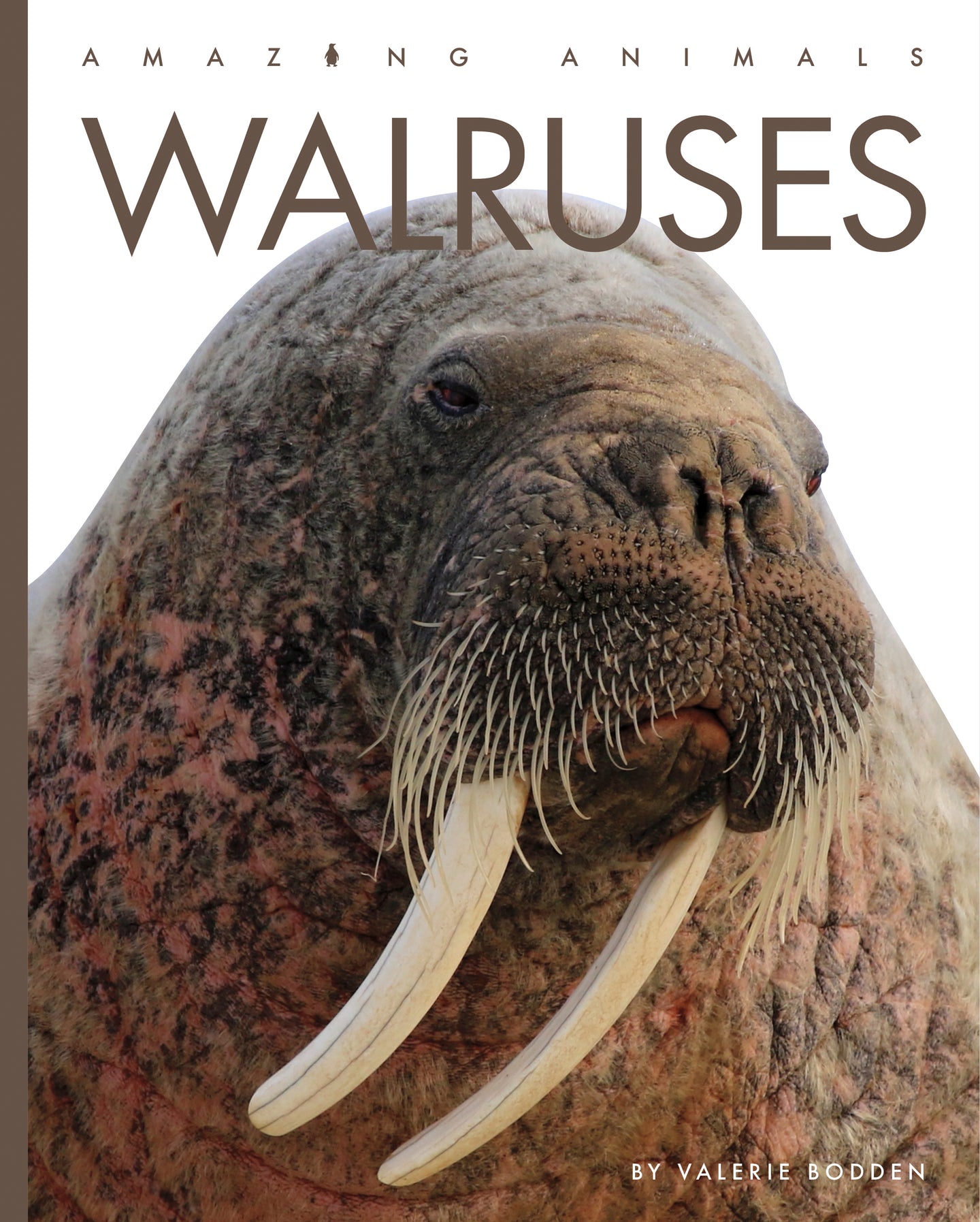 Amazing Animals (2022): Walruses