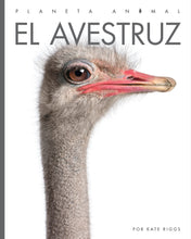Laden Sie das Bild in den Galerie-Viewer, Planeta animal (2022): El avestruz
