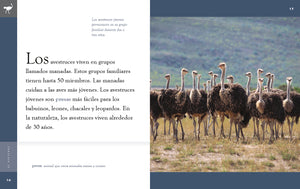 Planeta animal (2022): El avestruz