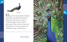 Laden Sie das Bild in den Galerie-Viewer, Planeta animal (2022): El pavo real
