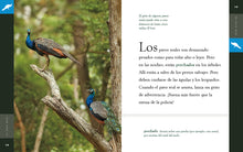Laden Sie das Bild in den Galerie-Viewer, Planeta animal (2022): El pavo real
