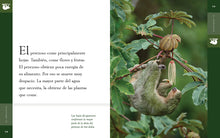 Laden Sie das Bild in den Galerie-Viewer, Planeta animal (2022): El perezoso
