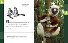 Laden Sie das Bild in den Galerie-Viewer, Planeta-Tier (2022): El lémur
