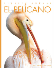 Laden Sie das Bild in den Galerie-Viewer, Planeta animal (2022): El pelícano
