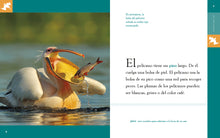 Laden Sie das Bild in den Galerie-Viewer, Planeta animal (2022): El pelícano
