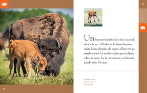 Planeta animal (2022): El bisonte