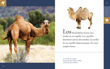 Laden Sie das Bild in den Galerie-Viewer, Planeta-Tier (2022): El Camello
